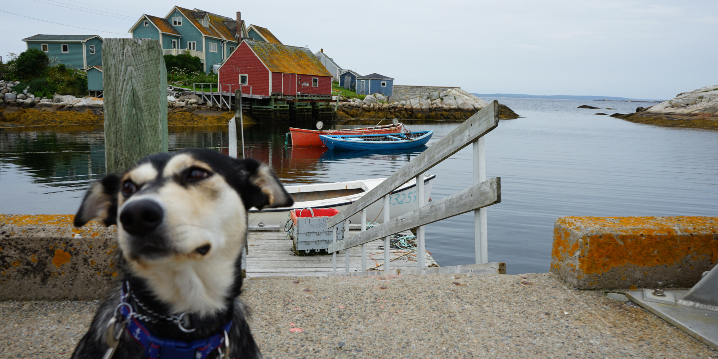 A dog sitting on a concrete pier in the town of Peggy's Cove, Nova Scotia.