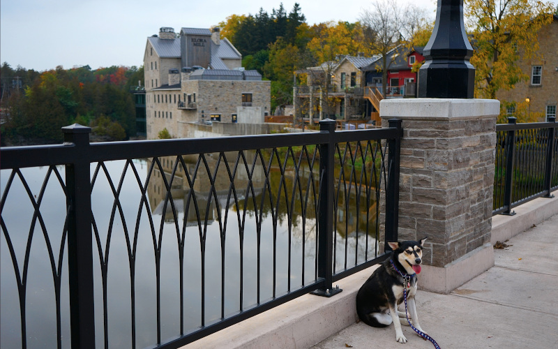 A happy-looking dog sitting on a bridge over a river, with 19th-century limestone buildings along the shoreline in the background.