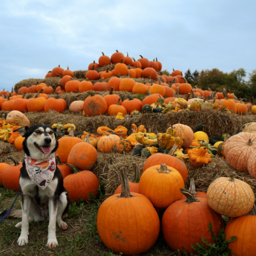 Halloween 2021: Dog-Friendly Events Across Ontario