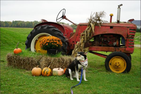 A dog sitting in front of a vintage tractor and seasonal display of pumpkins and hay bales.