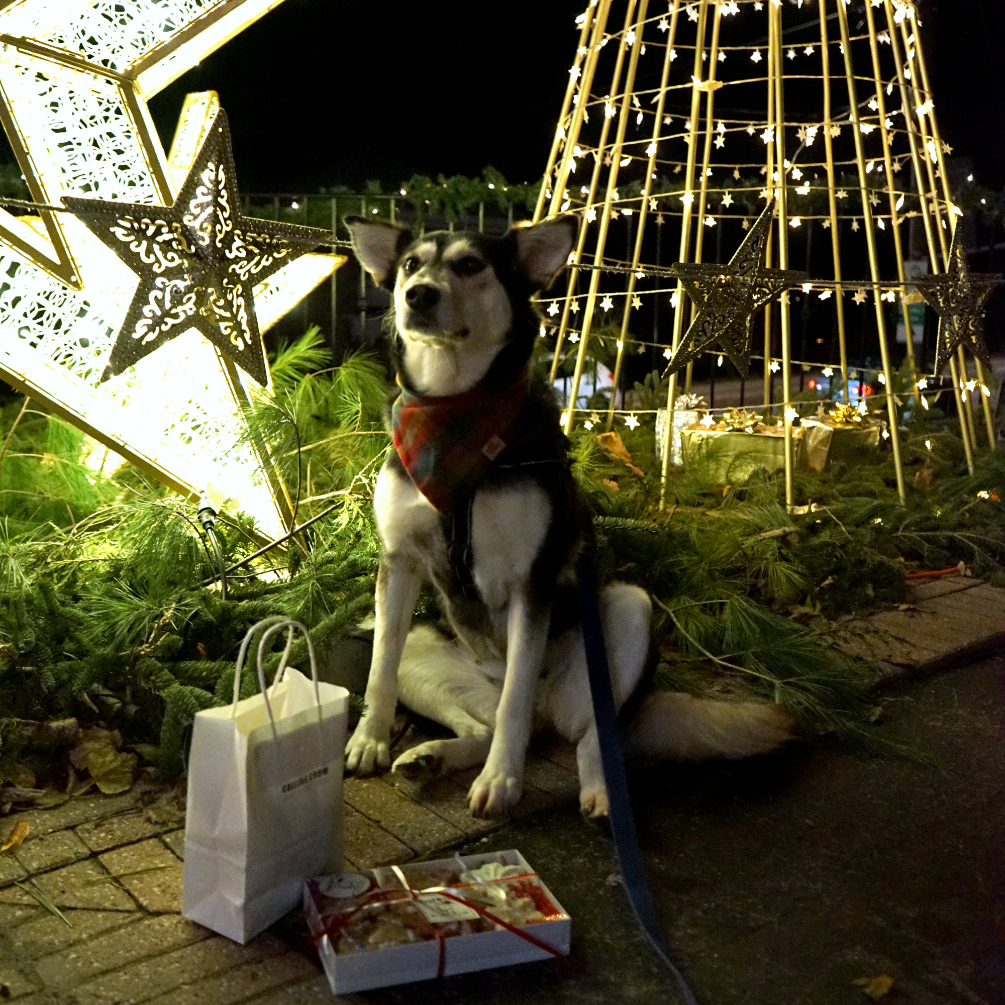 A husky-border collie mix dog wearing a red and green plaid bandana sitting with a small shopping bag and a wrapped box of Christmas-themed dog treats. The backdrop is a large 5-point star and tree-like cone, both made of string lights, surrounded by evergreen branches on the ground.