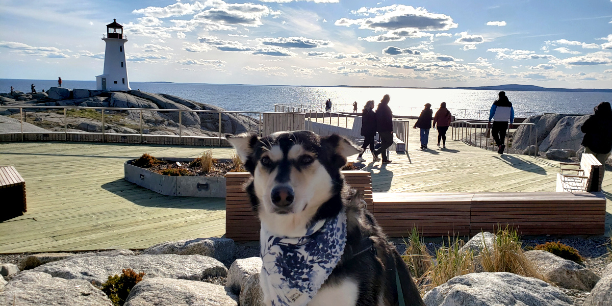 A husky mix dog wearing a floral bandana with an "Attire by Archie" tag sits in the foreground. Behind her, people walk around an expansive wooden viewing deck with benches and views of the ocean and iconic Peggy's Cove lighthouse.